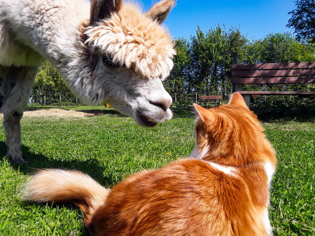chris_alpacas's tweet photo. Love this photo of Harriet with my Ernie, memories of my beautiful girl who I lost 2 years ago today π»π»πΏπΏxxx #RIPHarriet #LoveYou #CatsOverTheRainbow https://t.co/BYFBbzrYA3