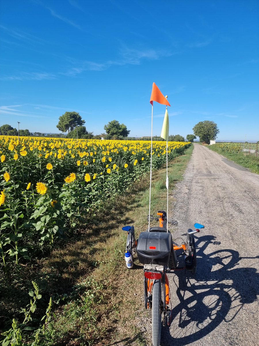 froilancan's tweet photo. #RecumbertBike #recumbent #gimenells Nice sunflowers https://t.co/3FT6dIFuRF