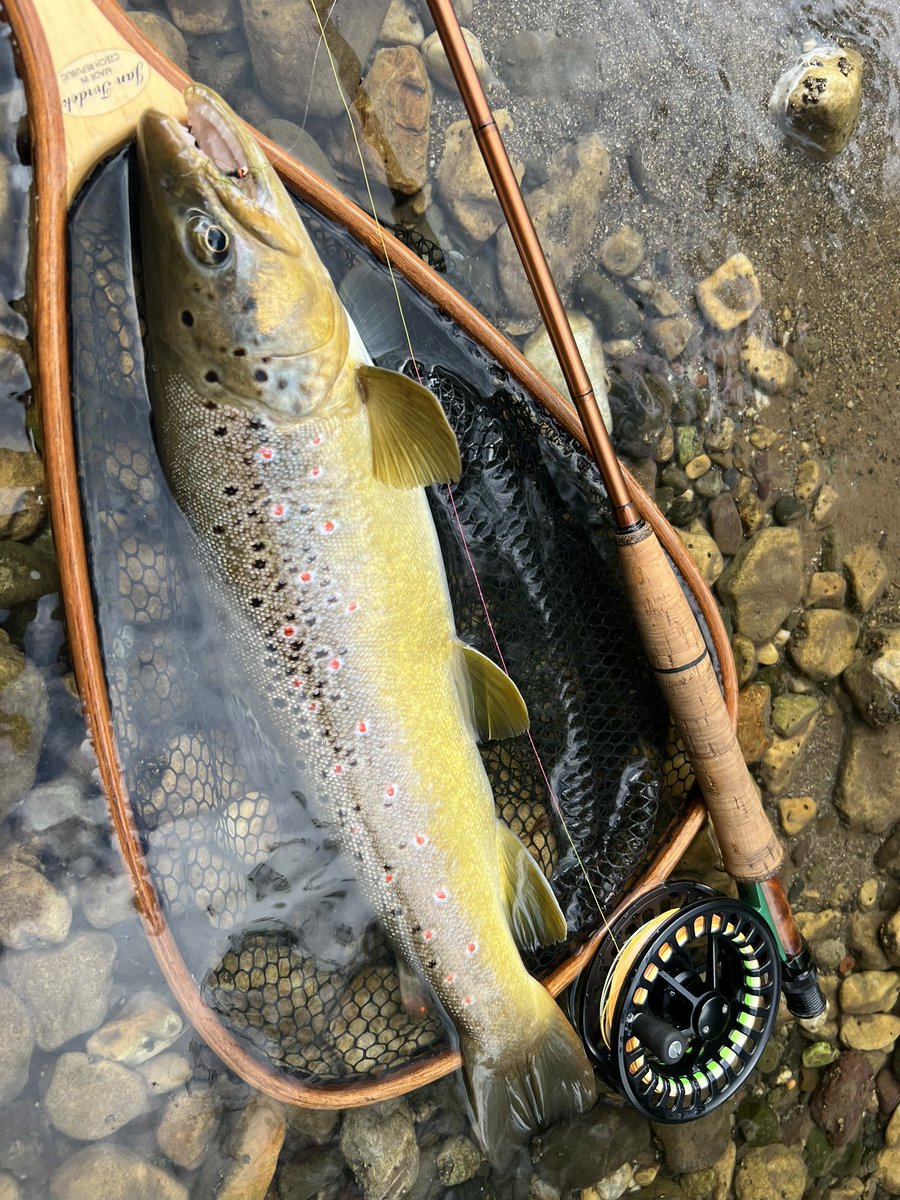 Session Ending on Gradac River with this beautiful Brown Trout… 
See you next year… 💪💪💪

#flytying #flytyingjunkie #flytyingaddict #flyfishing #flyfishingnation #flyfishingonly #dryfly #dryflytying #browntrout #browntroutflyfishing #grayling #graylingflyfishing