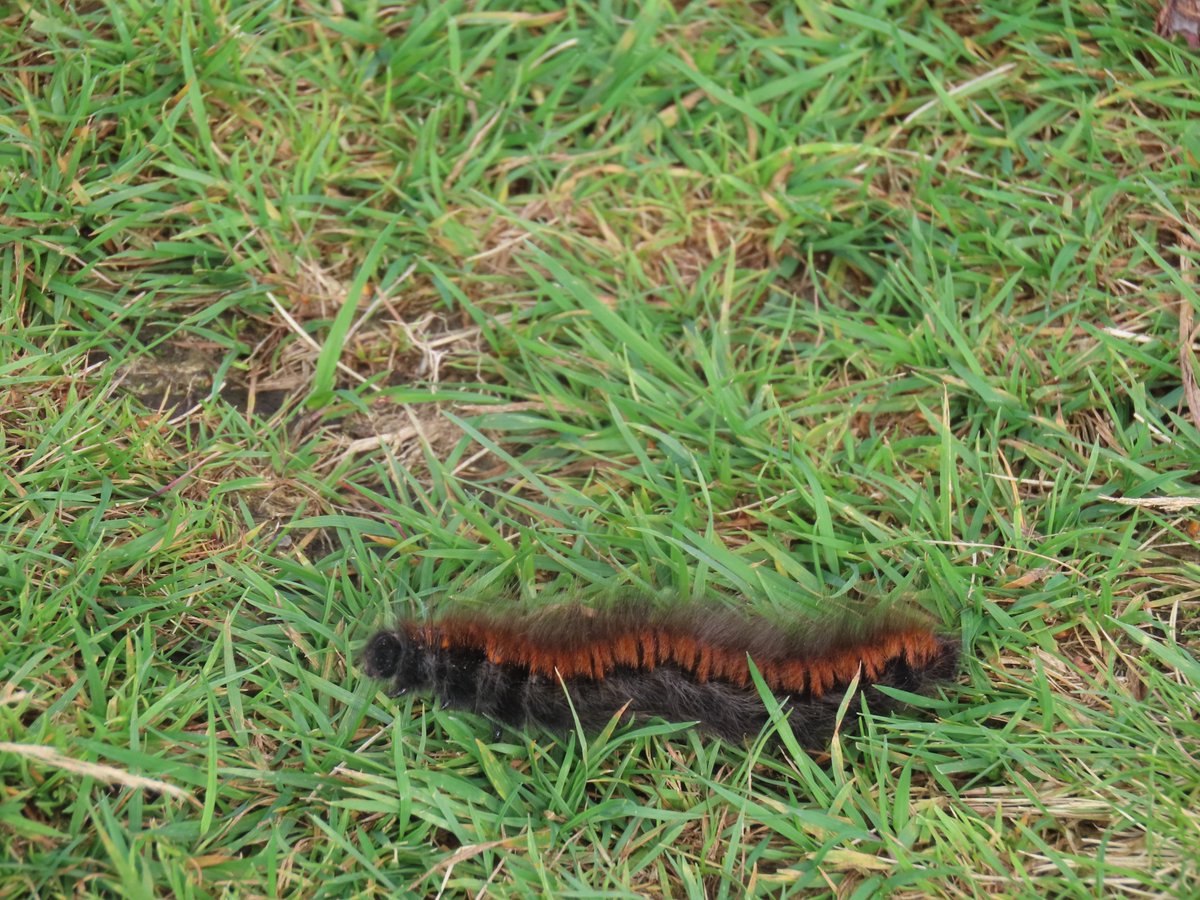 I finally got to see my first Small Coppers this weekend! Got there eventually! Also a steady stream Red Admirals seen throughout the day. One Comma spotted and a white species flying high up. <a href="/SuttonParkNNR/">Sutton Ranger</a>