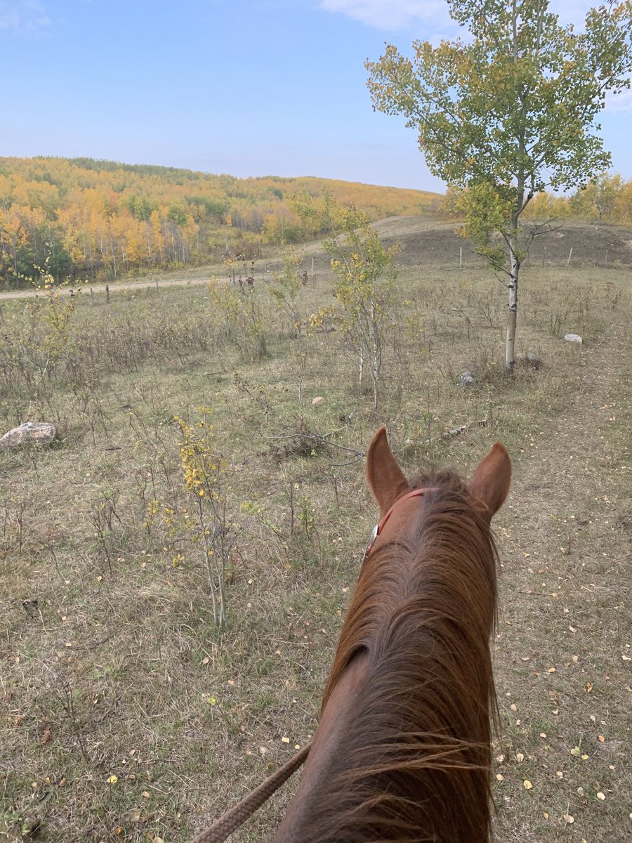 Nice weekend to to be out looking for cattle thanks to $&amp;@! Quading people who don’t know how to close gates!!