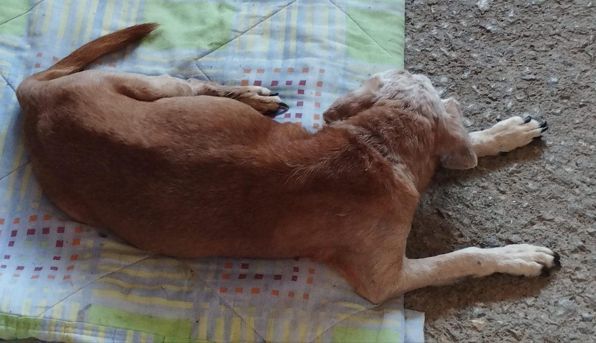 A pesar de nuestros esfuerzos no pudimos salvar a Pluto, el perro abandonado en nuestra puerta. El tratamiento ha sido costoso. Cualquier aporte será muy apreciado. #APEA #Benaguasil #DogsOfX #PerrosDeTwitter #adopcionresponsable #AdoptaNoCompres