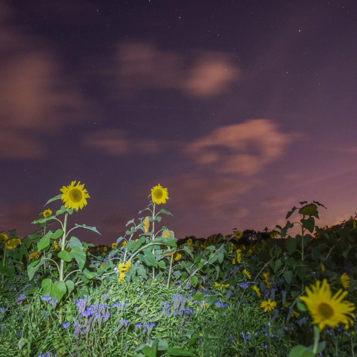 Cover crops in the dark.