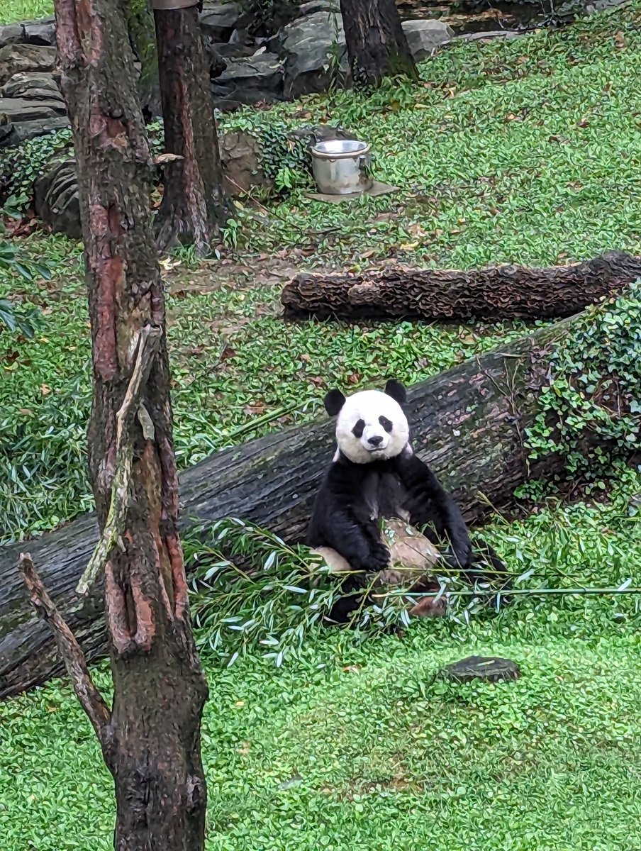 NormaValentini's tweet image. Panda Palooza day 2 ❤️🐼❤️
@NationalZoo @DCPandaCub4 @MommyMei98 @tiantianpanda97 #pandastory