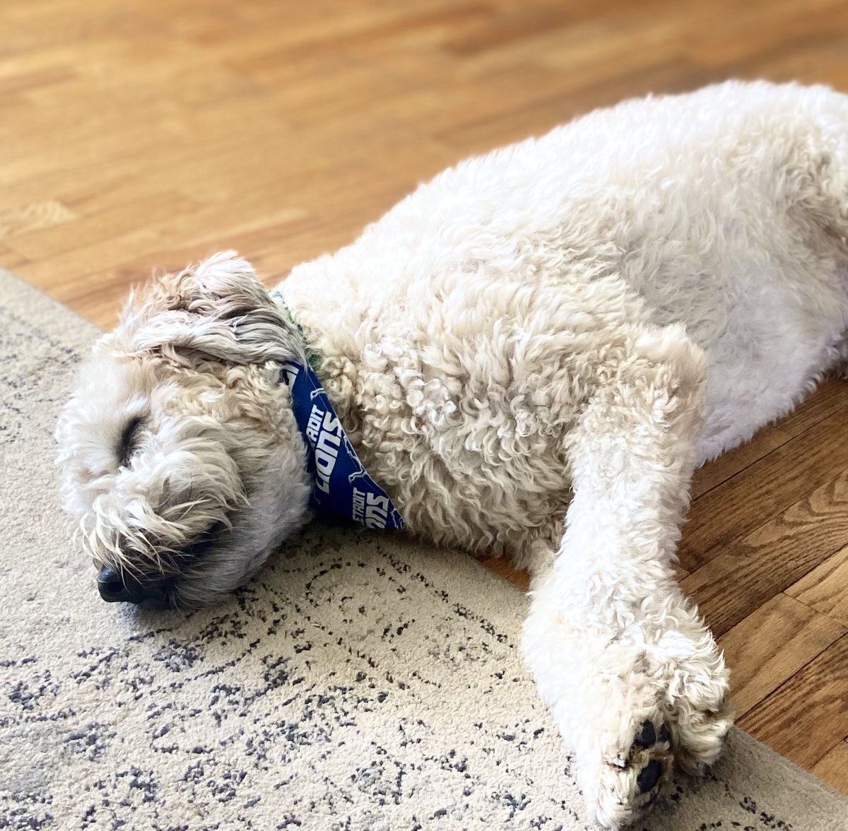 Mo Murphy tweet media