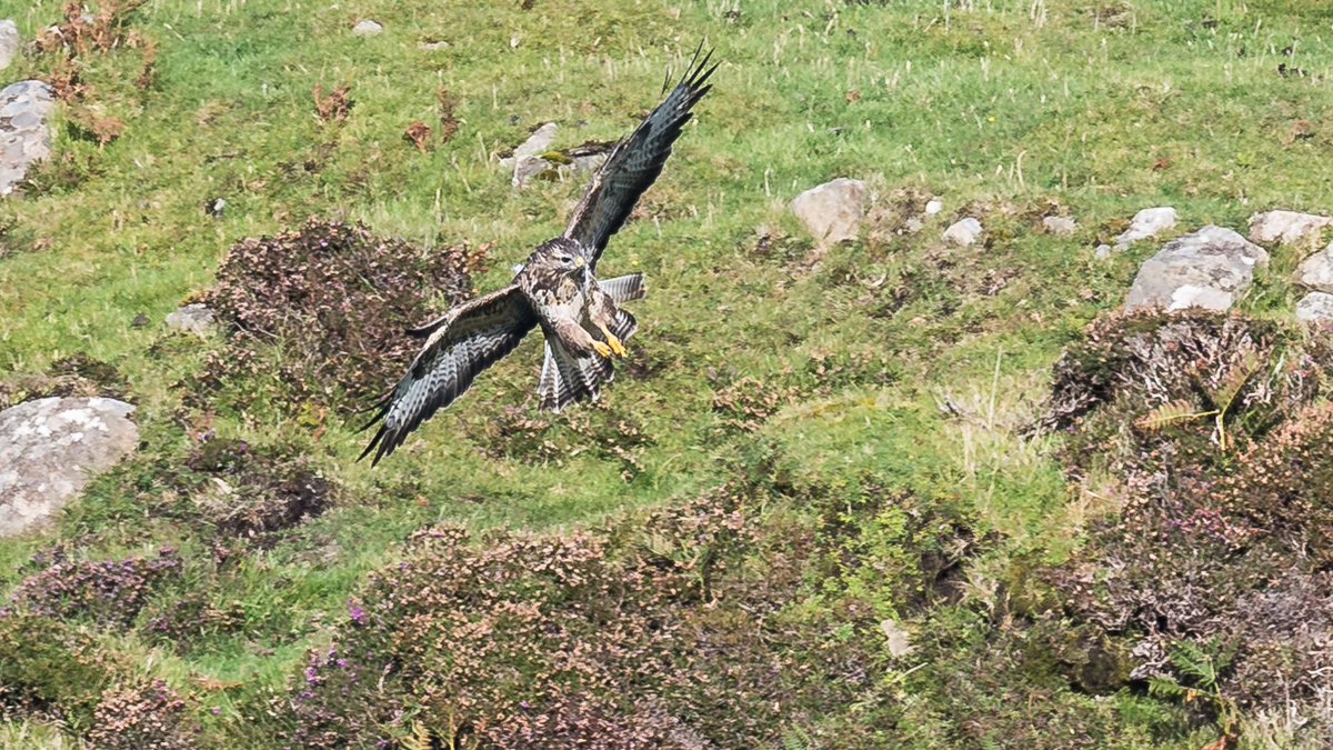 So, need some help on this <a href="/RSPBScotland/">RSPB Scotland</a> <a href="/HamzaYassin3/">Hamza Yassin</a> taken on the Isle of Skye. Male hen harrier and buzzard? And buzzard in the second image? Seems too delicate.