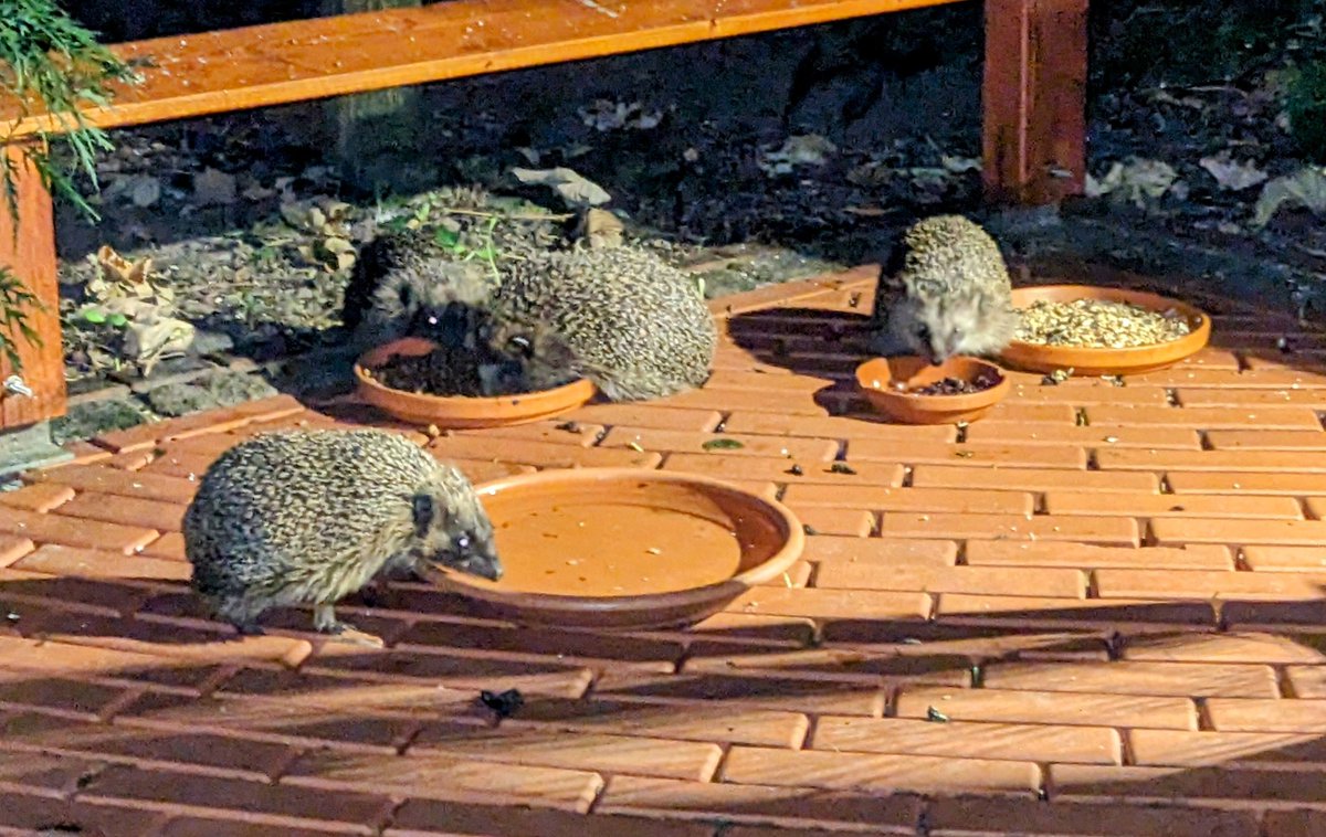 etherlink3's tweet image. Schwer was los. #Hedgehog #Igel