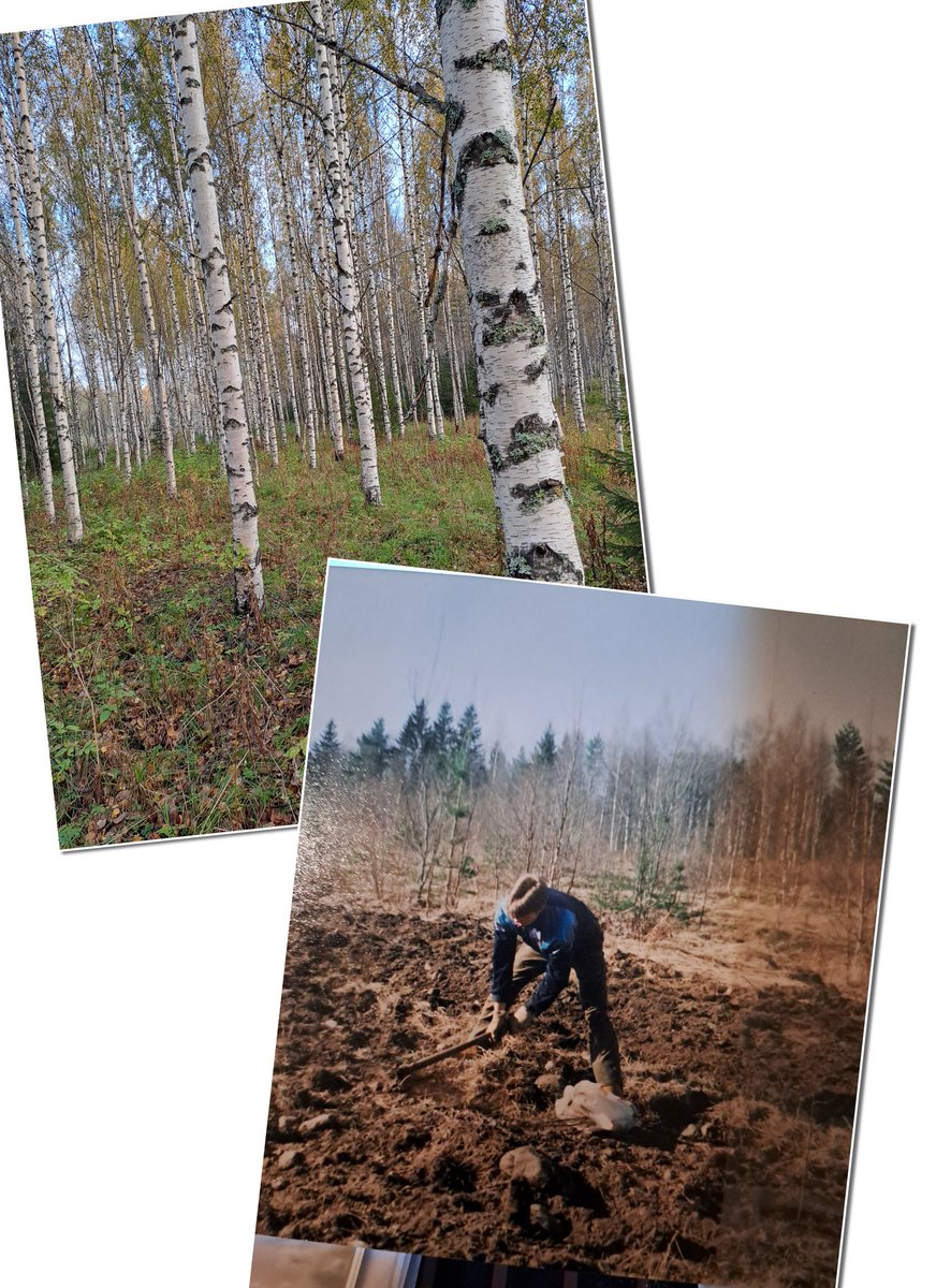 TuononenJuha's tweet photo. Kävin #metsitys'kohteella, jonka istutin vuonna 2000. Alemmassa kuvassa istutus käynnissä, ylempi kuva on otettu lähes samoilta jalansijoilta vuonna 2023. Hyvin on istutustaimet kasvaneet ja sitoneet samalla tehokkaasti hiiltä. #ilmasto #metsä #hiilensidonta https://t.co/gwLHaxi9fP