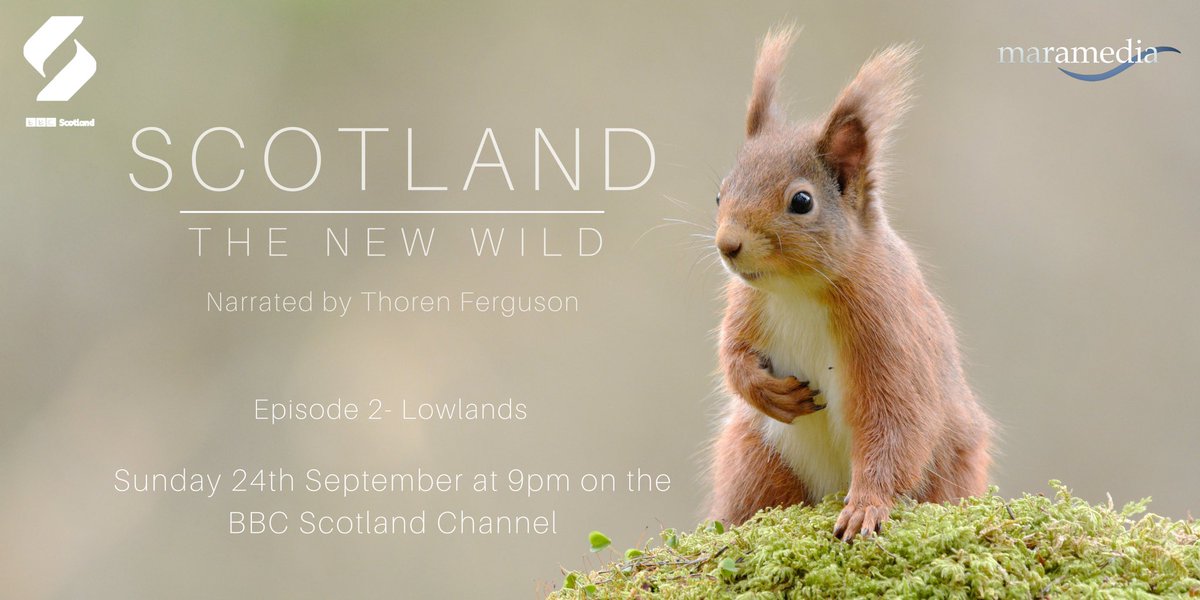 The second episode of Scotland The New Wild is on the BBC Scotland channel tonight at 9pm! This episode features the wildlife of the Lowlands and North East. We hope you enjoy it!