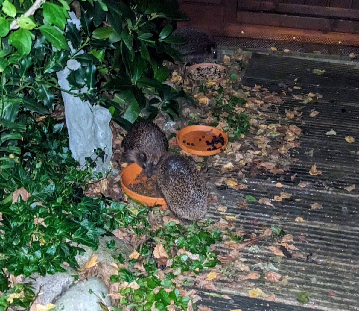 etherlink3's tweet image. Im Garten auch. #Hedgehog #Igel