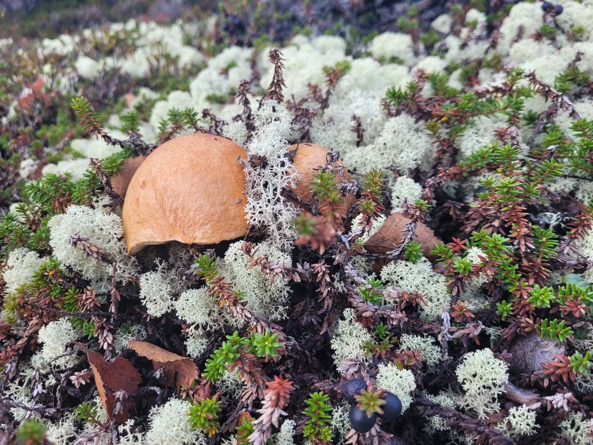 Тэфия tweet media