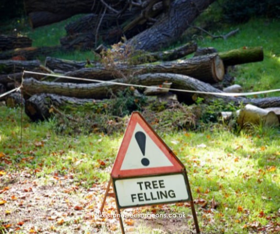 FolkestoneTree's tweet image. Elevating Your Green Spaces, One Tree Surgery at a Time. Call Folkestone Tree Surgeons now to schedule a consultation.

#treecutting #stumpgrinding #treesurgeons