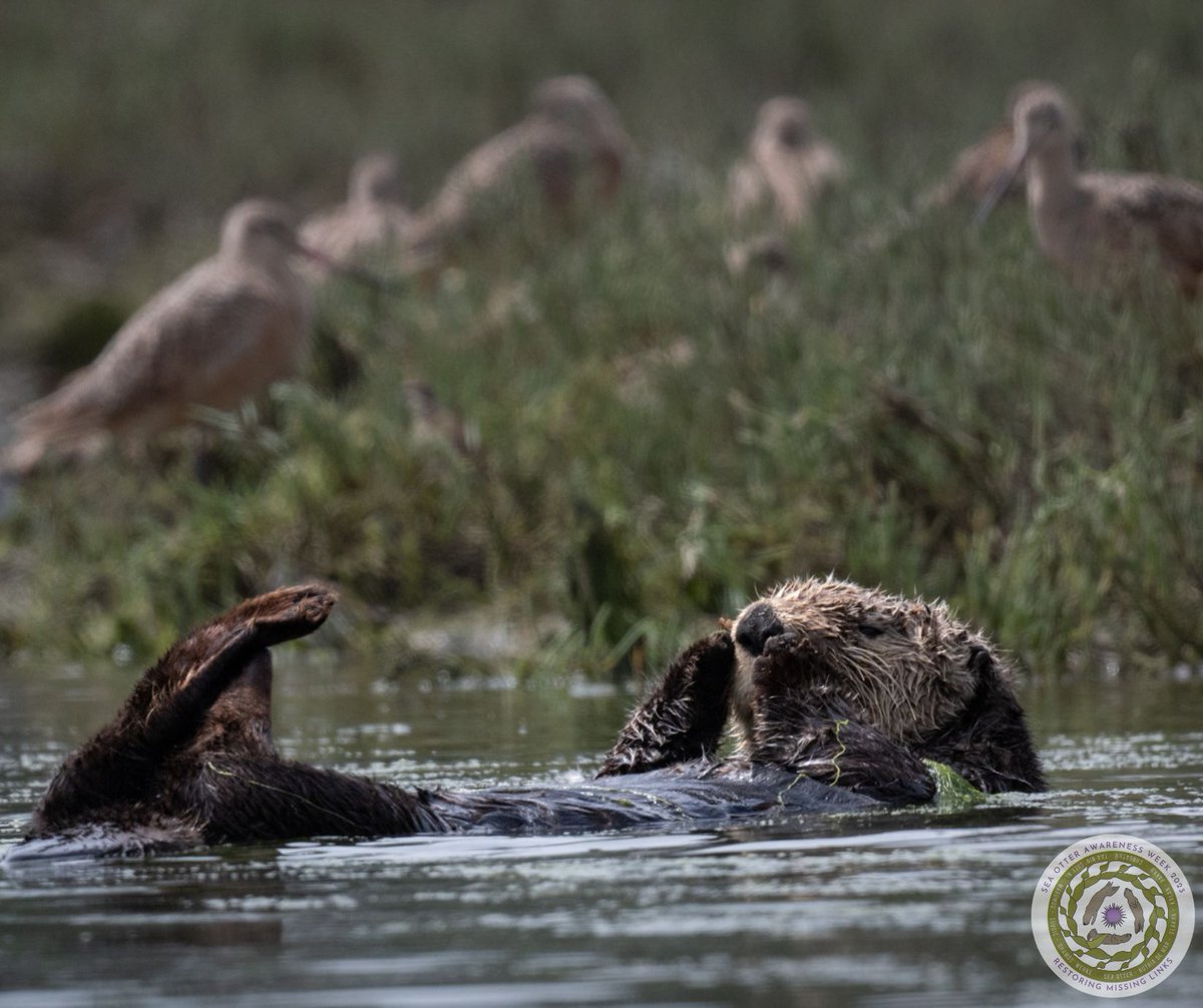 It's Day1 of #SeaOtterAwarenessWeek! Follow us and our partners each day to increase your awareness on how this unique marine mammal benefits our coastal ecosystems and what you may be missing. #RestoringMissingLinks
#SOAW2023 Events: defenders.org/sea-otter-awar…