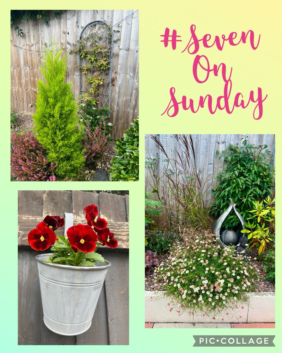 #SevenOnSunday hope everyone is having a lovely Sunday. 🙏
#GardeningTwitter