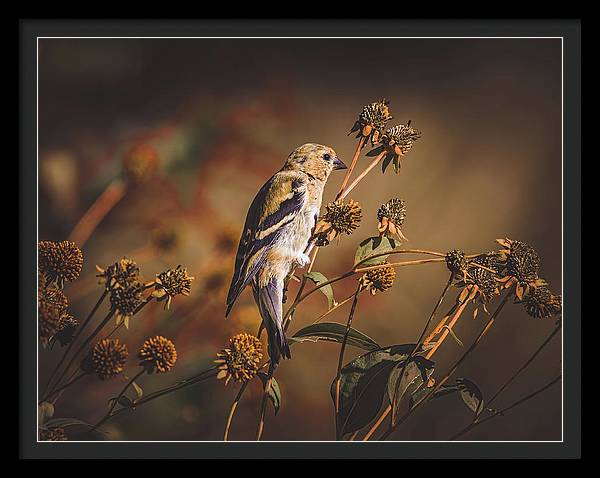 Revisiting american goldfinches from the first day of fall the last few years.

pixels.com/featured/ameri…

#goldfinch #autumn #nature #birds #FallForArt