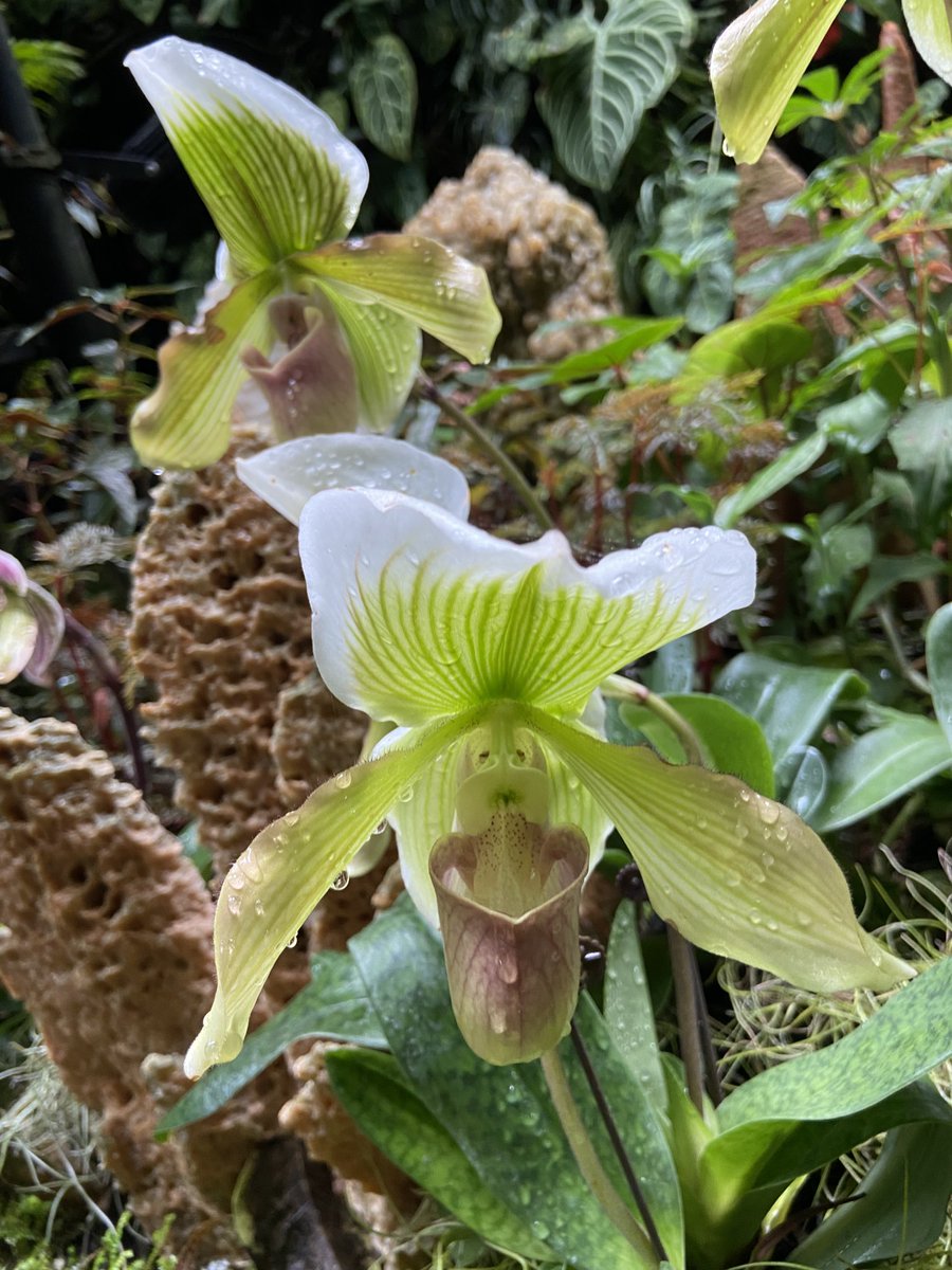 Venus Slipper.⁦@gontanokoneroku⁩ #facesinflowers #unique #flowers #nature #beauty