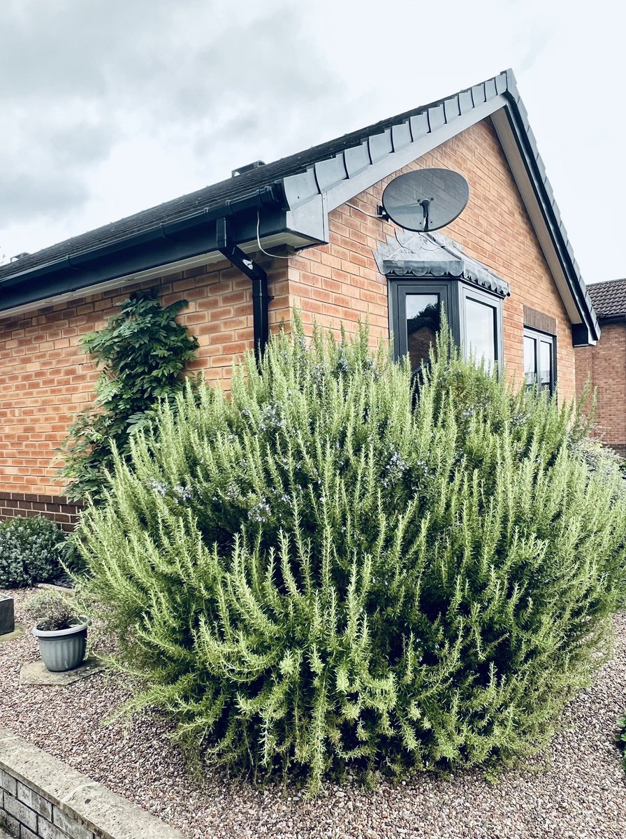 Happy with my wisteria which has doubled in size again this year and is nicely covering the side of the house. 
But, when is a rosemary too big?? Erm….🤔💚💪🏼🤣
#GardeningTwitter