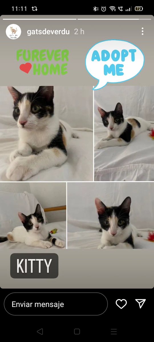 Solopar53137293's tweet photo. #Urgent #Verdu  #adopcio conjunta. Gata super carinyosa de carrer. Li han xafat dos cries i volem salvar la única que queda i la mare. Actualment están en una casa, però l'adopció no es bona 🤷🏼‍♀️  Contacte, Gemma; ☎️ 655256316 #XarxaBarcelonaAdopcions #XarxaCatalunyaAdopcions https://t.co/Jtk0rVxnim