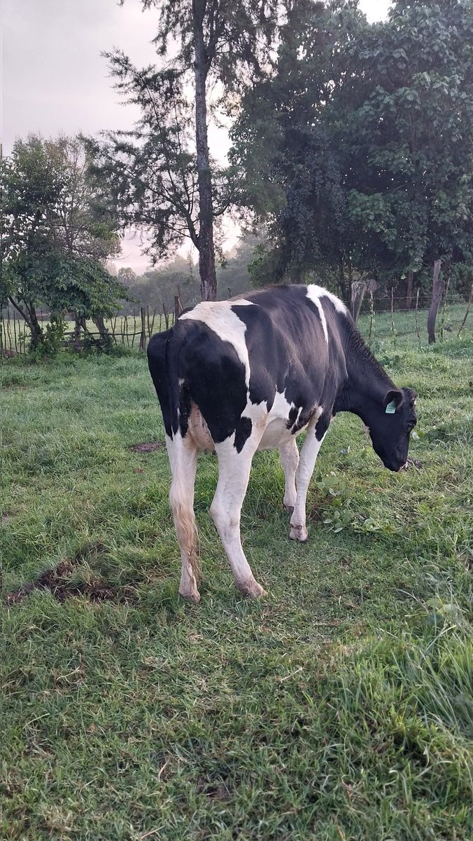 ThisFarmer kachilei tweet media