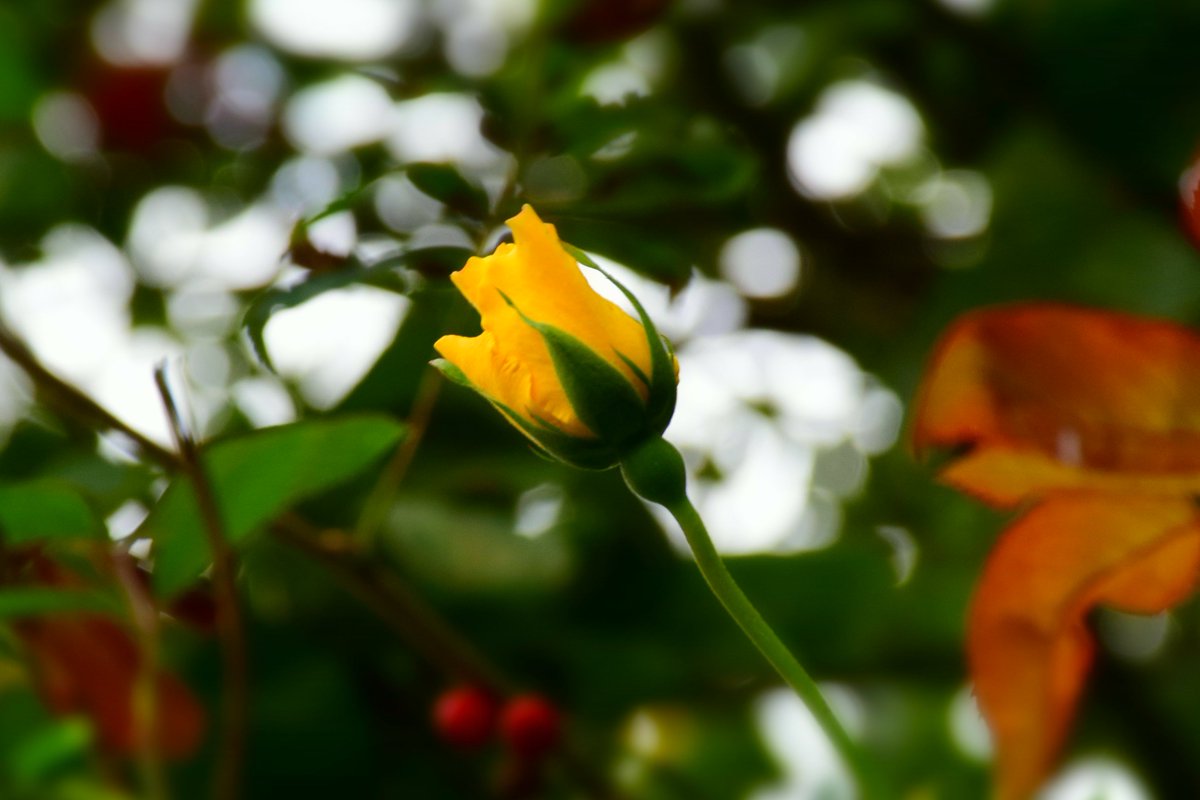 MyGarden_Uk's tweet photo. Afternoon Rose.❤️
@des_farrand
#SundayYellow
#Roses #BeautifulFlowers #Flowers #Nature #ColoursOfNature #Yellow #BeGood #BeYou #NaturePhotography #Afternoon #FlashFoto https://t.co/EaZd2URAEa
