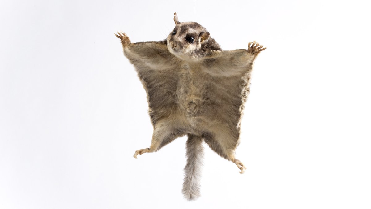 Gliding is among the most fascinating adaptations in vertebrates - evolved many times! In this new <a href="/EcographyJourna/">Ecography</a> study, we related gliding vert diversity to overall vert richness and investigated tree height and density effects. #OpenAccess paper here:
onlinelibrary.wiley.com/doi/10.1111/ec…