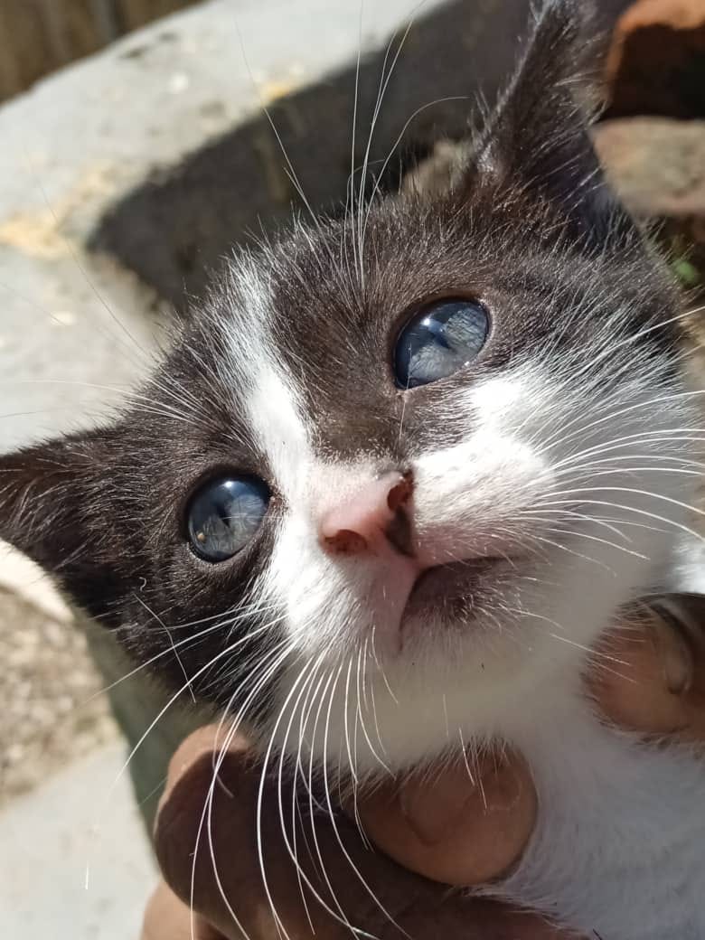 Gatita sordomuda necesita un hogar, tiene un mes y días. Contacto 04129212725. Caracas
Adóptala con el corazón... ¡Es tan hermosa!  #Difundimos