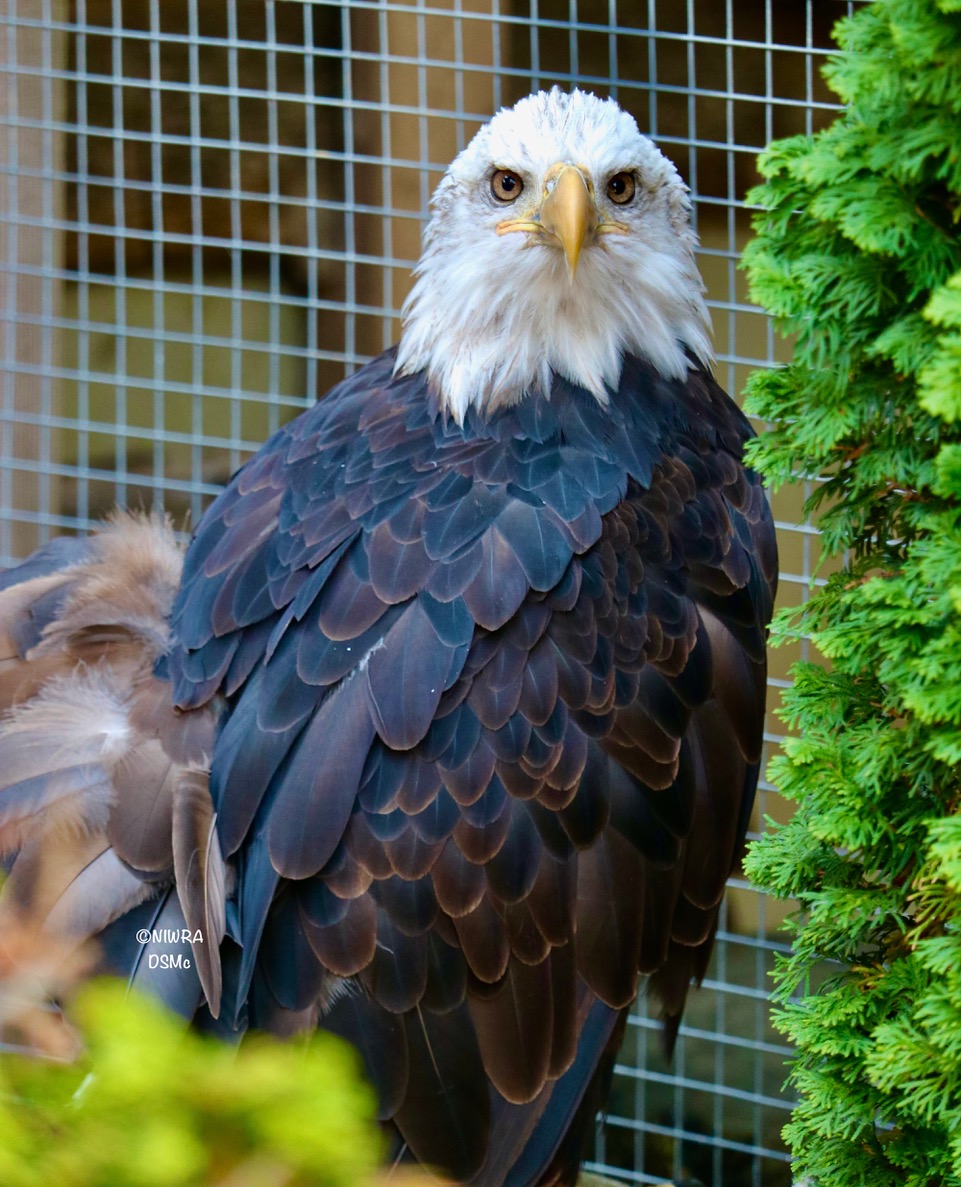 NI Wildlife Recovery tweet media