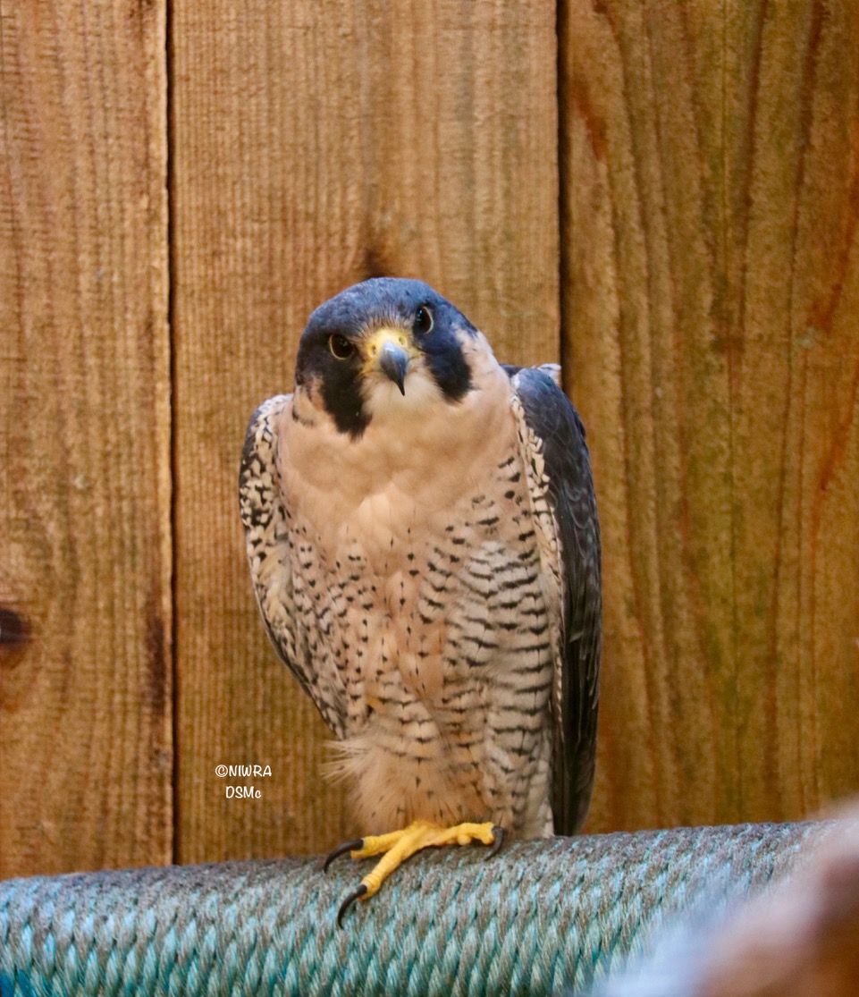 NI Wildlife Recovery tweet media