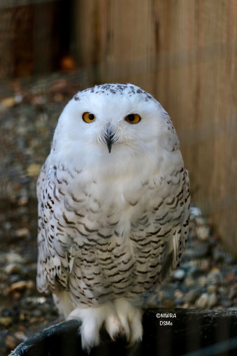 NI Wildlife Recovery tweet media