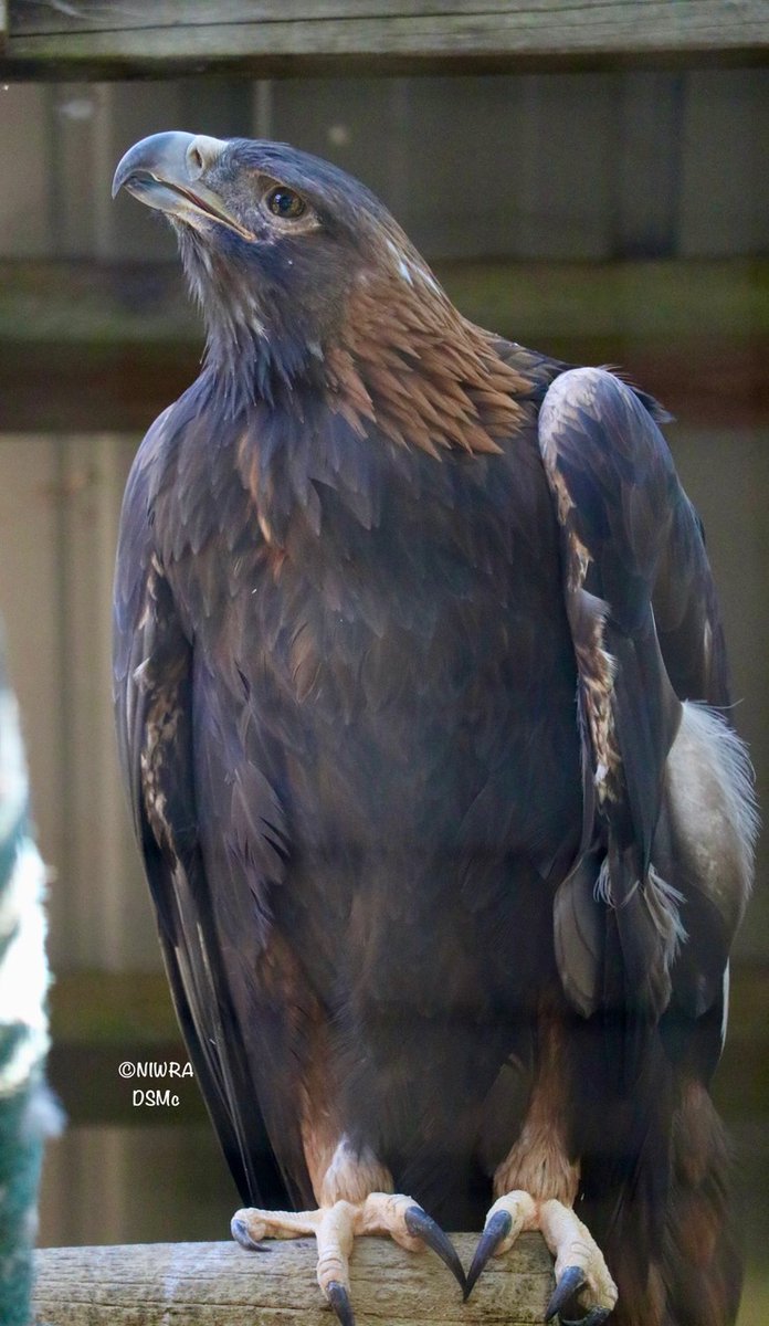 NI Wildlife Recovery tweet media