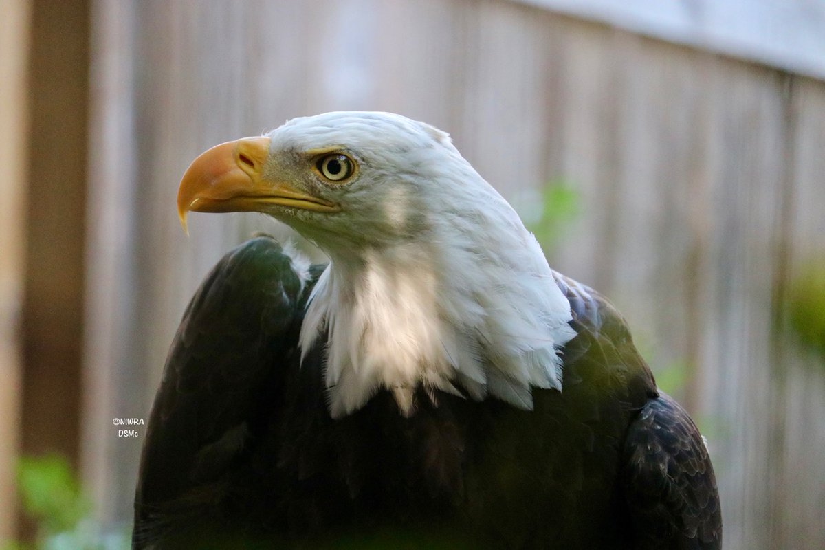 NI Wildlife Recovery tweet media