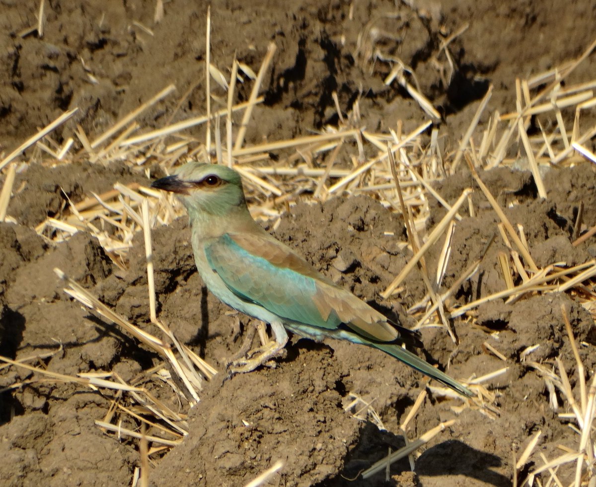 Ankara'ya dönmeden İslahiye'deki son kuş gözlemim muhtemelen. Gözlemde asıl amacıma da ulaştım. Tam 5 tane gökkuzgun gözlemledim. #Haftanınkuşu için çok geç değildir umarım.
🪶Gökkuzgun
📍 İslahiye/Gaziantep
 🗓️24Eylül2023