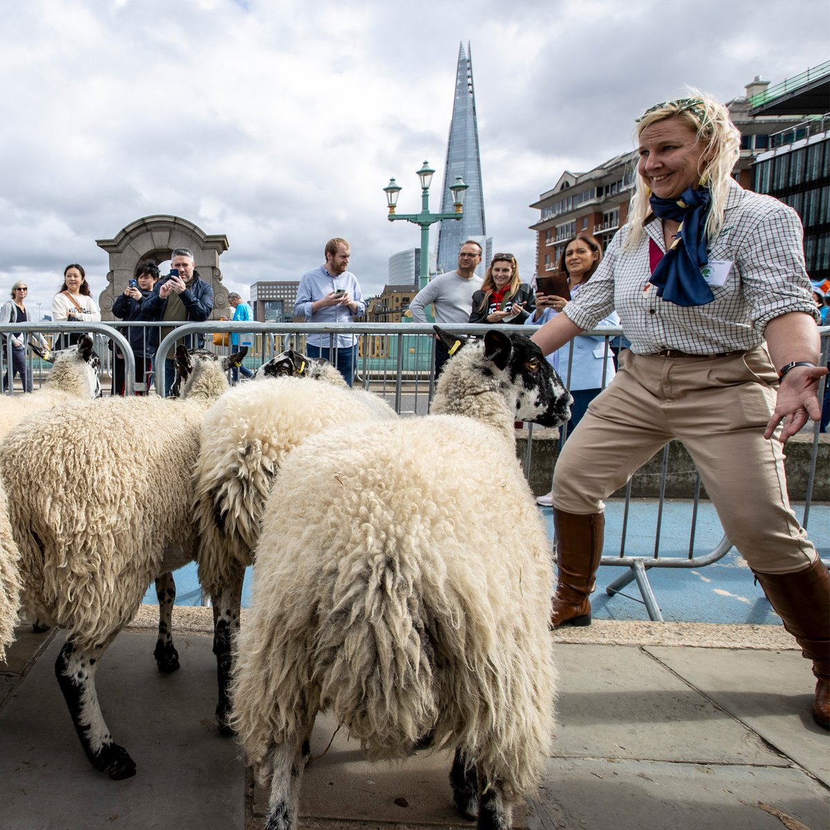 SheepDriveLDN's tweet photo. We’re overwhelmed by the incredible support today! Thank you so much to everyone who made it such a success!

We’re so proud to uphold this historic tradition for the City, all while raising money for charity! https://t.co/Ifo46OHGv0