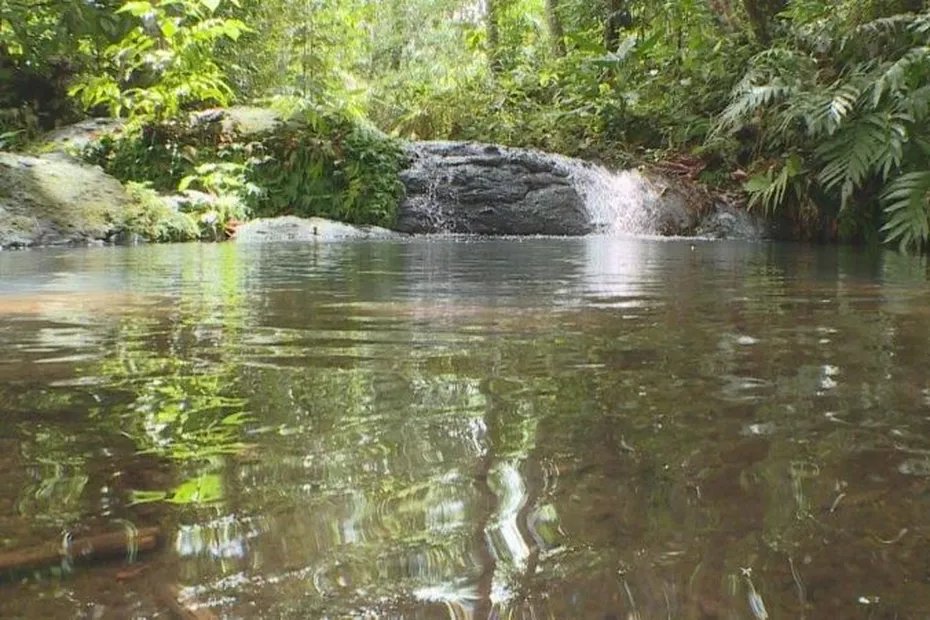 la1ere's tweet photo. Les rivières de #Guadeloupe, un atout écologique essentiel à préserver coûte que coûte
➡ Avec sa cinquantaine de rivières, la Guadeloupe fait partie des 25 zones présentant l’un des taux de diversité biologique les plus importants au monde

📲💻 https://t.co/uGDvuJshMy https://t.co/rav4Yweauz