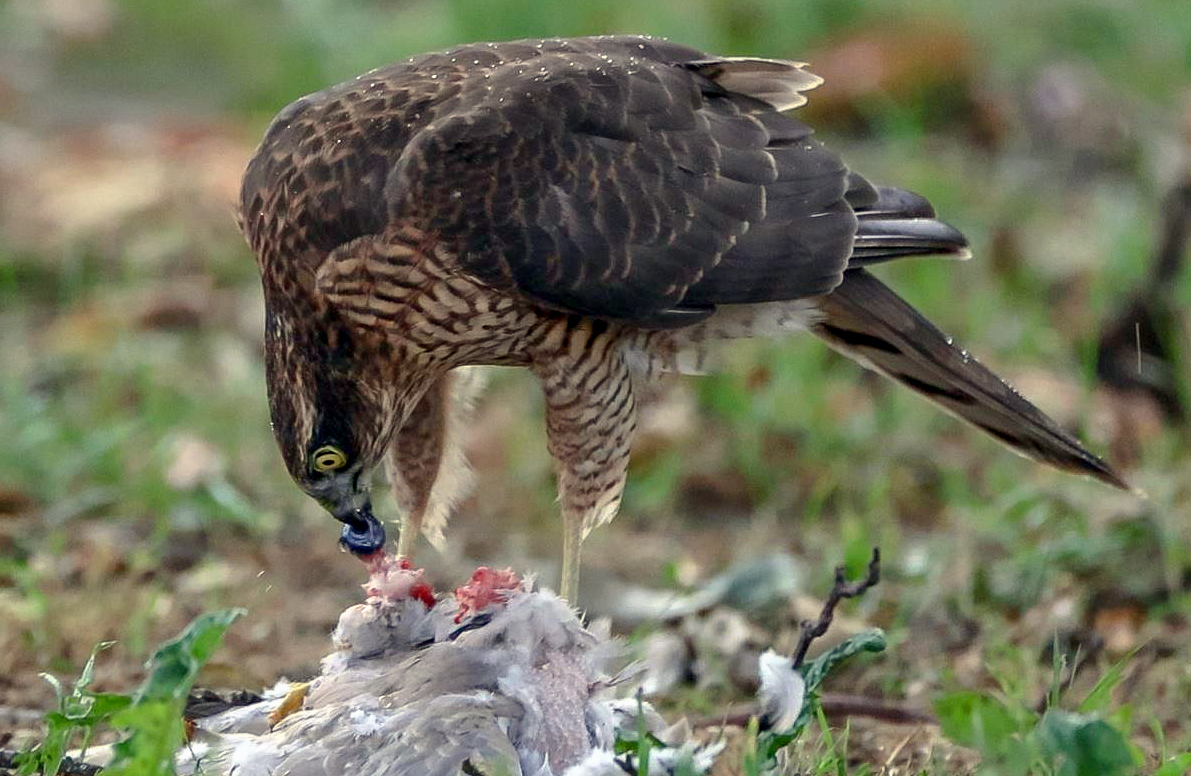 Sparrowhawk eating the eyeball of a collared dove.