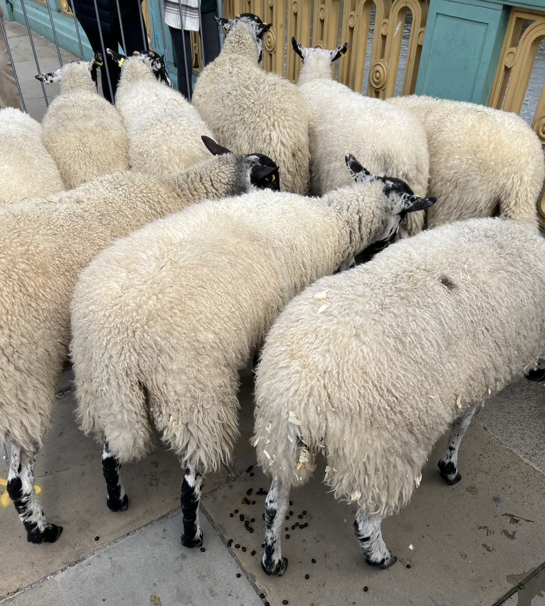 Kate Prior tweet media