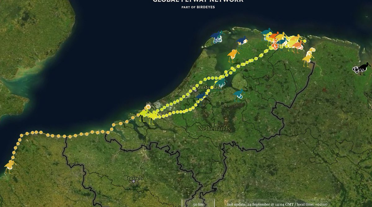 GlobalFlyway's tweet photo. The select sample of #spoonbills with trackers also indicates that southward #migration has started in earnest. 2 young #lepelaar tagged on #Rottumerplaat in June, KRUKEL and ROTTUM, have both migrated southwest. 
A bit slow because mass of data but check: https://t.co/nWH9VFXNpY https://t.co/SMDomp8XPi