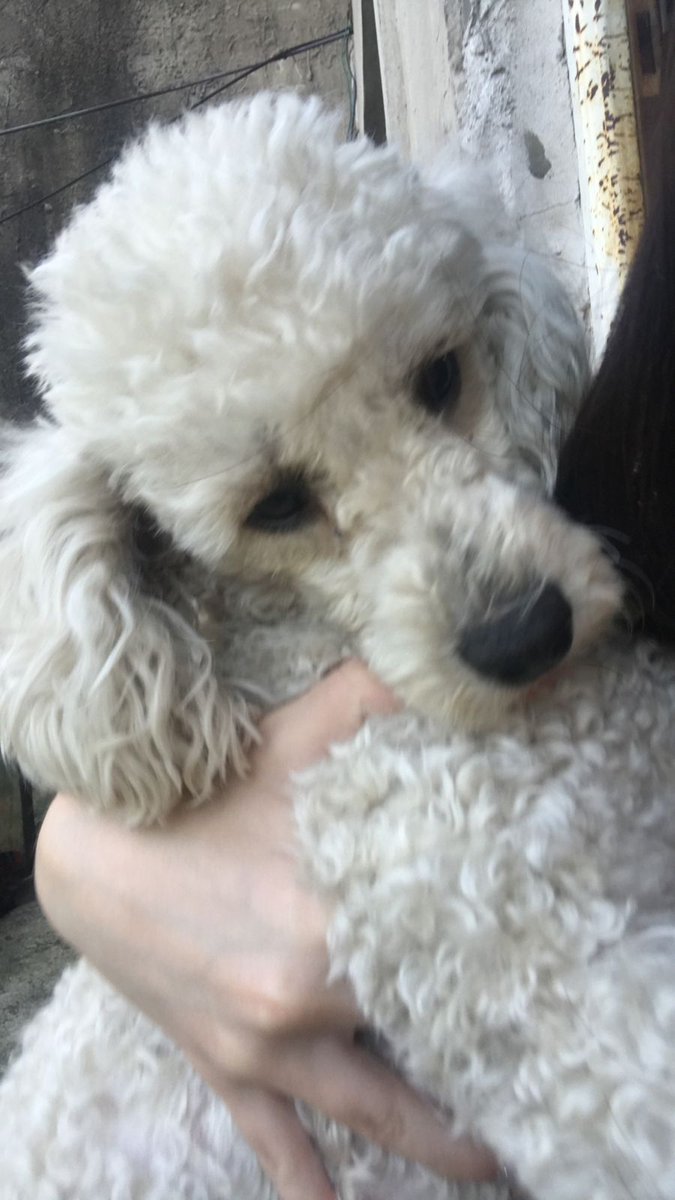 DMatteio's tweet photo. @VIBRAmascotas Ella es princesa...llego a casa después de la pérdida de otra caniche que dios se la llevo🥺, es muy cariñosa. https://t.co/HRpRNLM95k