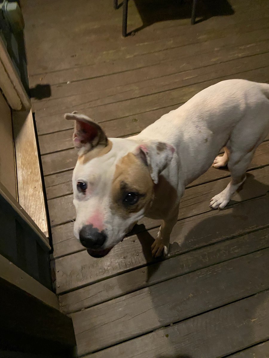 PetDocBecky's tweet photo. @JuanEpstein67 He looks a lot like (and similar condition) the pupper my sister found at her house last night https://t.co/e3kCKj7lcS