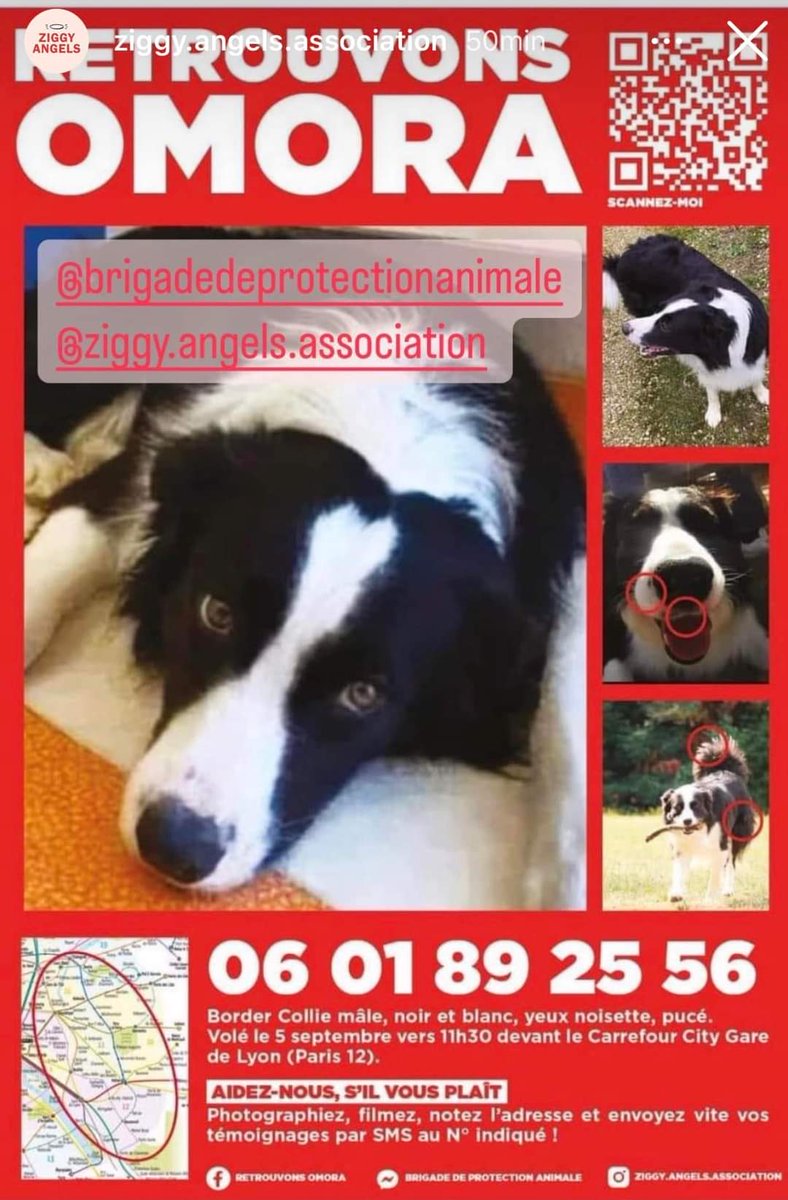 ClaireDubois30's tweet photo. Merci de retweeter, d'imprimer et coller cette affiche un max pour retrouver Omora qui n'a toujours pas été retrouvé et qui est recherché depuis le 5 septembre après avoir été volé. Il a été aperçu dans les 5ème et 6ème arrondissement de Paris.  🙏🐕❤️. https://t.co/MyR5l9IAis