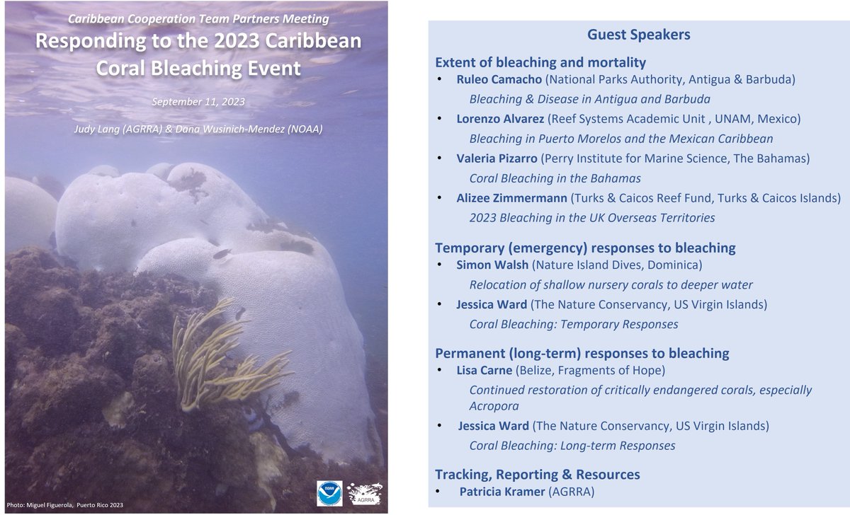 An unprecedented mass #bleaching event is affecting several parts of the #Caribbean. Learn more about the different strategies thanks to this webinar by @AGRRA and @CaribbeanCooperationTeam.
bit.ly/3RsUozx