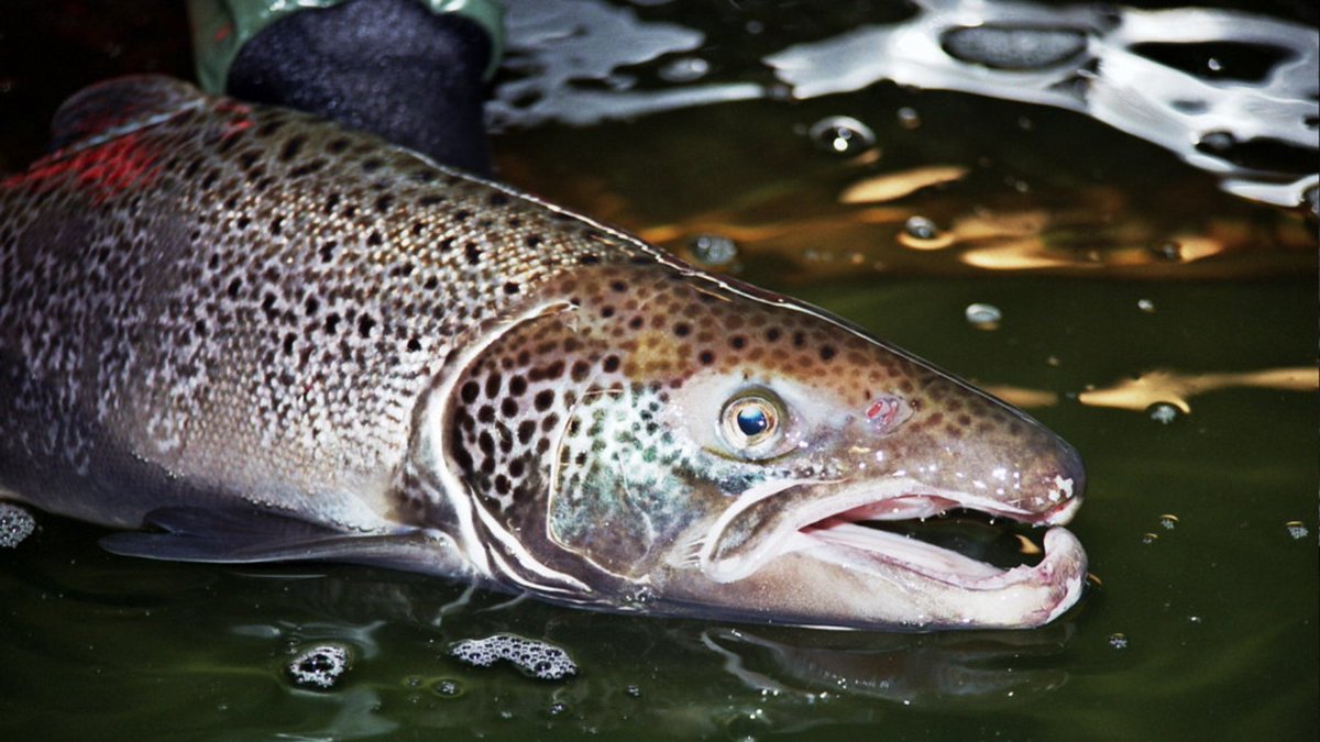 #AtlanticSalmon are #Woodland species 🌳🐟🌳

Surprising. But true.

This super film by @ScotlandTBP reveals why a lack of trees in upland river catchments & on riverbanks is a serious problem for salmon & all that rely on them. bit.ly/3rqVVvr
#Riverwoods #WorldRiversDay