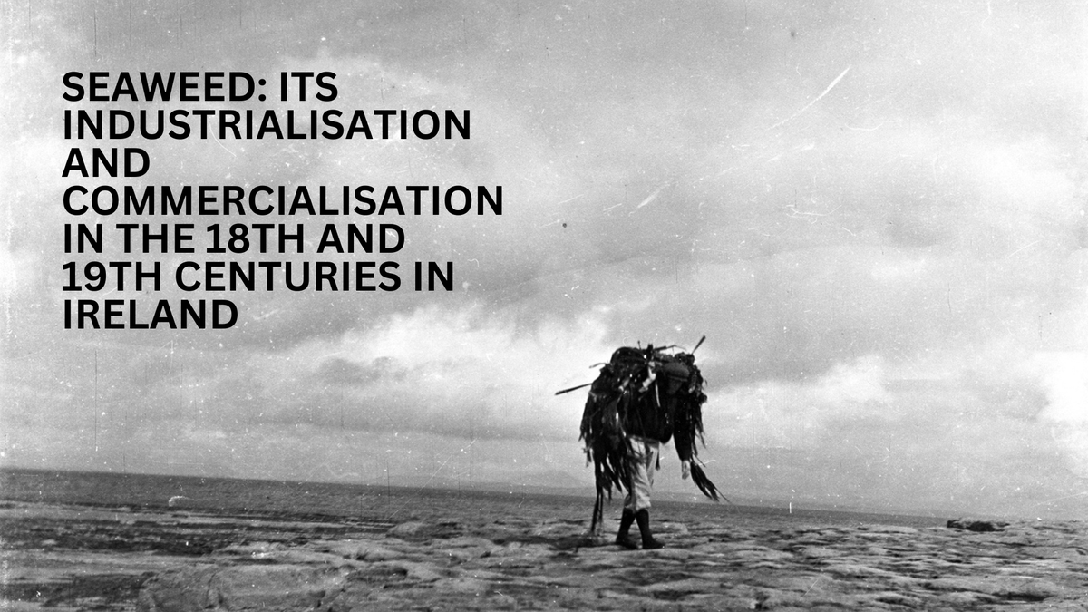 Heritage Ireland (@heritageireopw) on Twitter photo Join <a href="/NBGGlasnevinOPW/">NBG Ireland</a> Joseph Lynch for a talk exploring the 19th-century applications for kelp and its industrialisation in Ireland 🌊
Sat 30 Sept @ 2pm
No booking required, first come, first served
dublinfestivalofhistory.ie/event/industri…
<a href="/HistFest/">Dublin Festival of History</a> <a href="/opwireland/">Office of Public Works</a> <a href="/DCCCultureCo/">Dublin City Council Culture Company</a> <a href="/dubcilib/">Dublin City Libraries</a> Join <a href="/NBGGlasnevinOPW/">NBG Ireland</a> Joseph Lynch for a talk exploring the 19th-century applications for kelp and its industrialisation in Ireland 🌊
Sat 30 Sept @ 2pm
No booking required, first come, first served
dublinfestivalofhistory.ie/event/industri…
<a href="/HistFest/">Dublin Festival of History</a> <a href="/opwireland/">Office of Public Works</a> <a href="/DCCCultureCo/">Dublin City Council Culture Company</a> <a href="/dubcilib/">Dublin City Libraries</a>