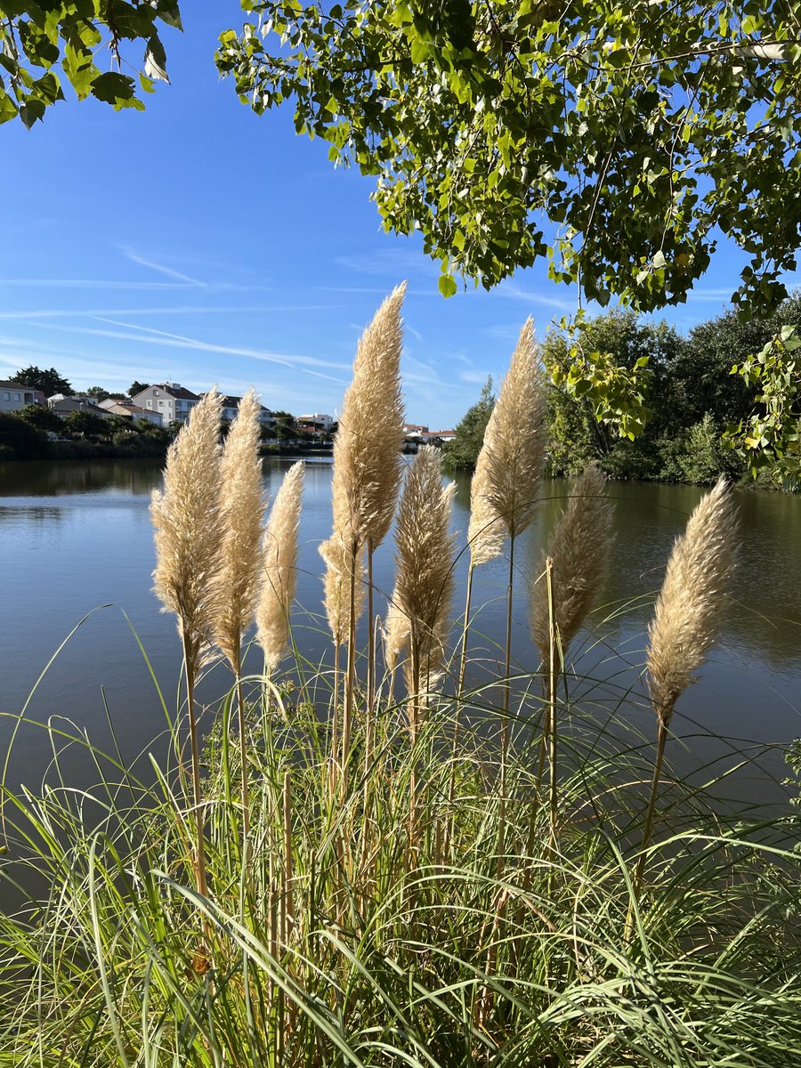 Florence LD tweet media