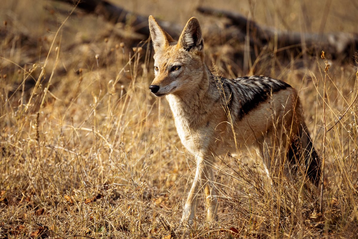 fiducially_'s tweet photo. Eternal sunshine.

Black-backed jackal with cubs, on and extended work trip back to SA

#safari #africa #southafrica #wildlife #wildlifephotography #nature #buahveld #jackal https://t.co/2afSlpfvv3