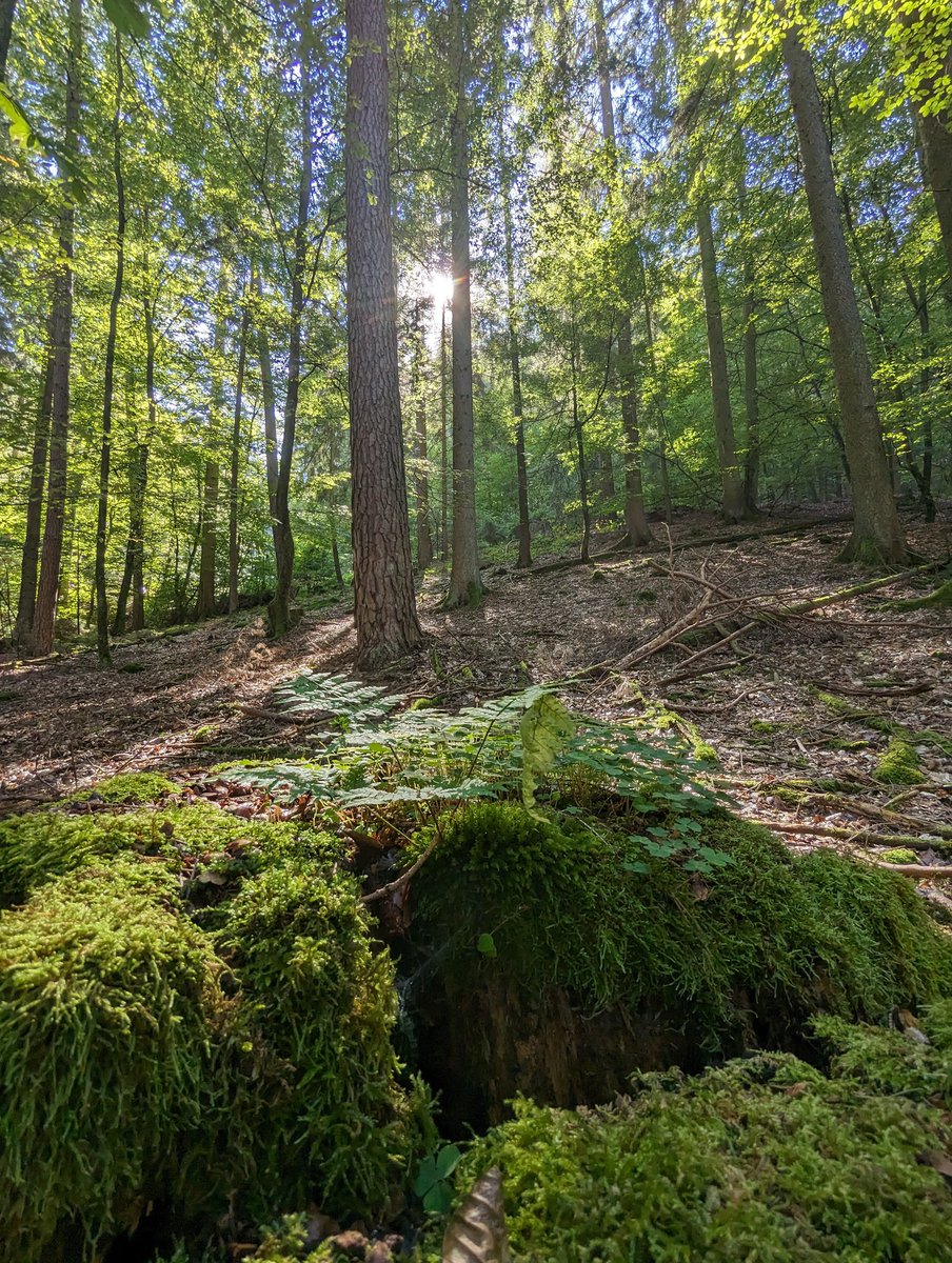 W3RWOLF's tweet photo. Wenn der Kopf eine Pause braucht, dann schnapp ich mir meine Wanderschuhe und raus geht's.
Die Ruhe ist unbezahlbar.
#RheinlandPflaz #RLP #Pflaz #Wachenheim #NaturePhotography https://t.co/caxDH1c2aT