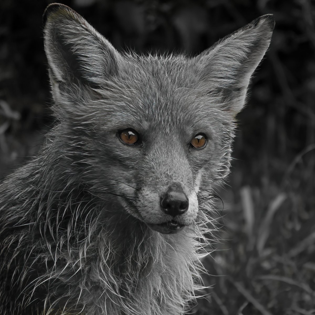 Red fox in black and white apart from those amazing eyes. #wildlifephotography #nature #TwitterNatureCommunity #ThePhotoHour #photooftheday @Natures_Voice @Team4Nature @Britishnatureguide #BBCWildlifePOTD @wildlifemag #redfox #FoxOfTheDay