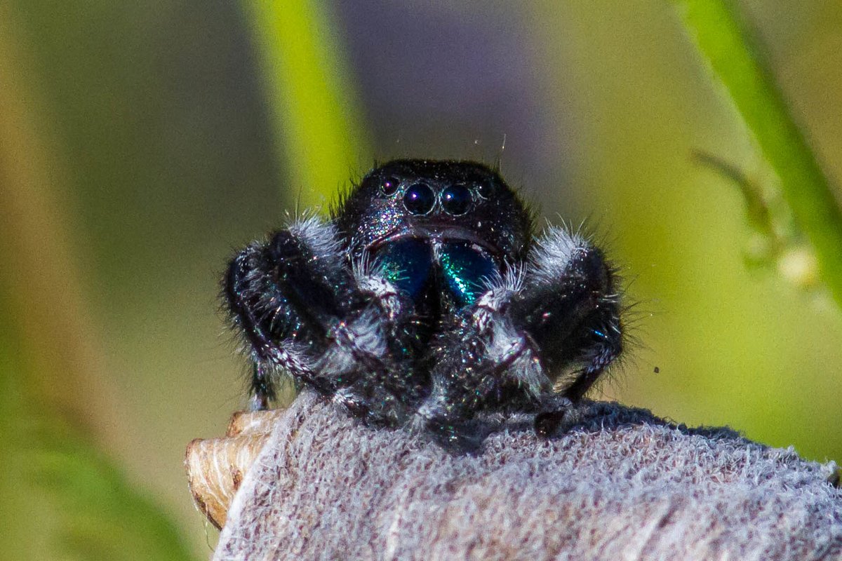 What makes jumping spiders so special? Honestly, a lot.😍

Not only do they have mad hopping skills, elaborate mating rituals, &amp; impressive eyesight, but studies indicate they have increased cognitive abilities compared to other invertebrates.

📸Laurie Sheppard/USFWS