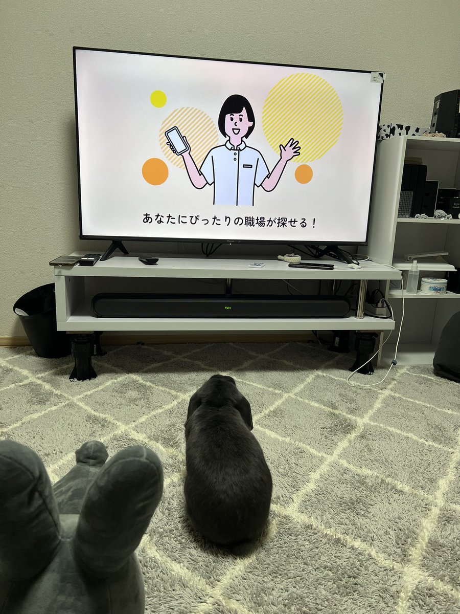 fj_nbl's tweet photo. 最近ペルちゃんが構ってちゃんすぎて🐇
毛並みも綺麗❗️
毛の短いカーペットみたい😂 https://t.co/06tkB4BVCS