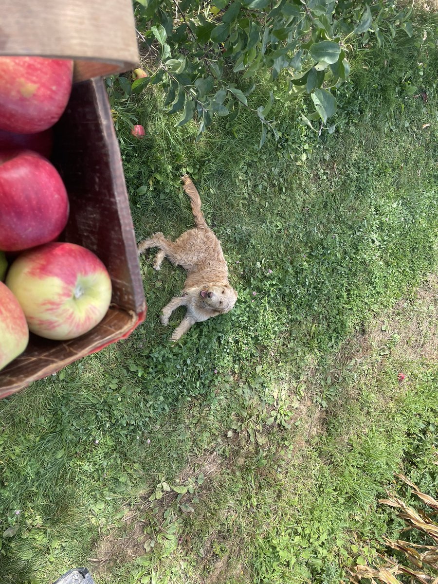 brian rideout tweet media